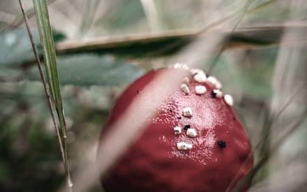 relational greenwashing